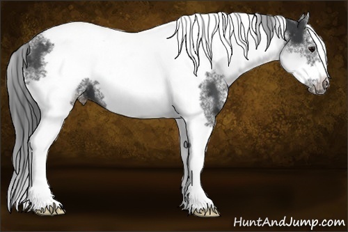 Horse Color:White Spotted Black Splash Tobiano Frame Appaloosa