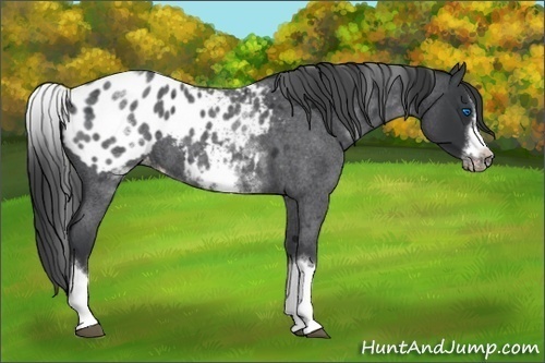 Horse Color: White Spotted Blue Roan Splash Frame Blanket 
