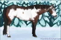 Horse Color:Gray Bay Frame 