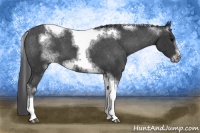 Horse Color:White Spotted Black Splash Tobiano Frame Varnish 