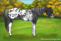 Horse Color:White Spotted Black Splash Tobiano Frame Appaloosa 