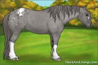 Horse Color:Grullo Appaloosa 