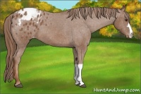 Horse Color:Chestnut Appaloosa 