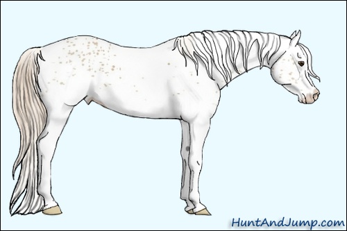 Horse Color: White Spotted Red Dun 