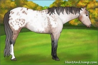 Horse Color:Gray Bay Appaloosa 