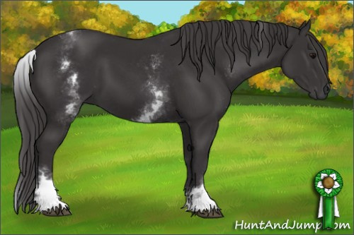 Horse Color: White Spotted Smoky Black 