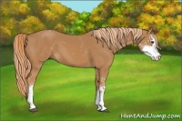 Horse Color:Chestnut Sabino 