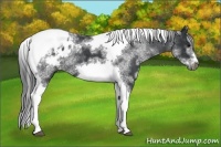 Horse Color:White Spotted Black Splash Tobiano Frame Blanket 