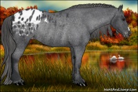 Horse Color:Black Appaloosa Rabicano 