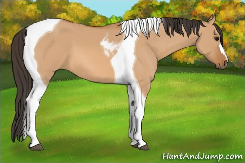 Horse Color: Bay Dun Tobiano 