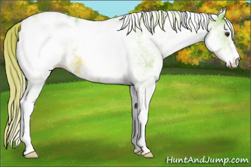 Horse Color: Watercolor White Spotted Red Roan Blanket 
