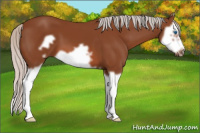 Horse Color:Silver Bay Splash Frame 