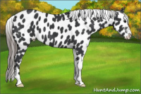 Horse Color:Black Near Leopard 