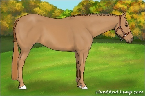 Horse Color:Unknown 