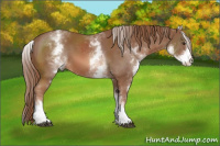 Horse Color:White Spotted Liver Chestnut Sabino 