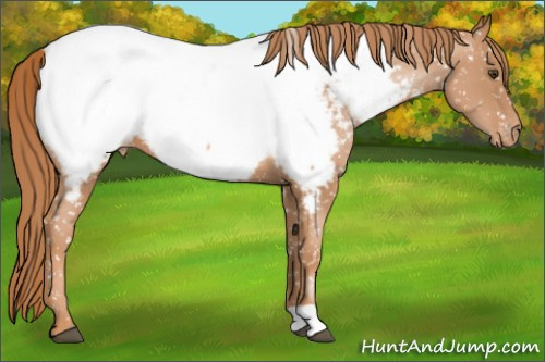 Horse Color: Liver Chestnut Pearl Snowcap 