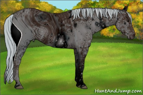 Horse Color: ERROR: UNKNOWN ANOMALY