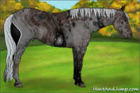 Horse Color:ERROR: UNKNOWN ANOMALY
