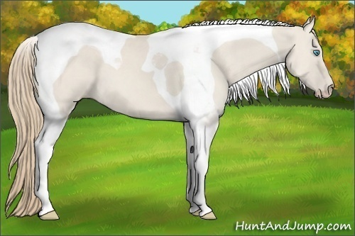 Horse Color: Smoky Creme Dun Tobiano 