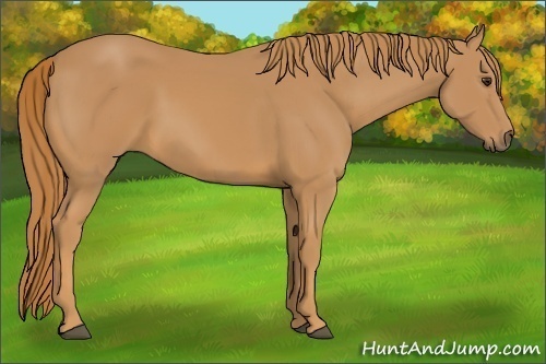 Horse Color:Unknown 