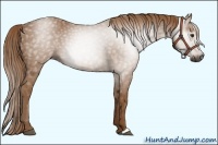 Horse Color:Gray Chestnut 