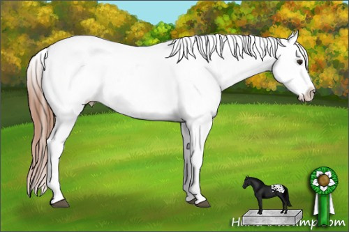 Horse Color: Red Dun Frame Blanket 