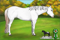 Horse Color:Red Dun Frame Appaloosa 