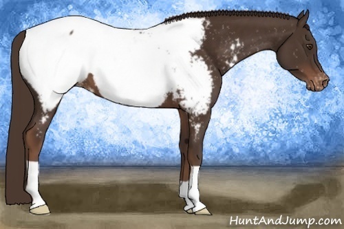 Horse Color:Liver Chestnut Snowcap 
