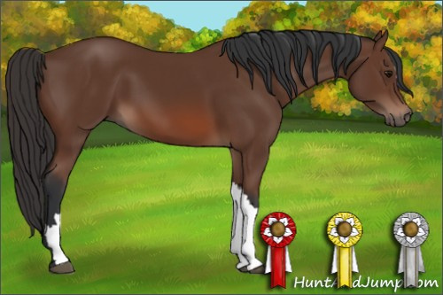 Horse Color: Bay 