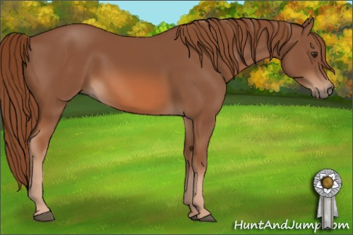 Horse Color: Chestnut 