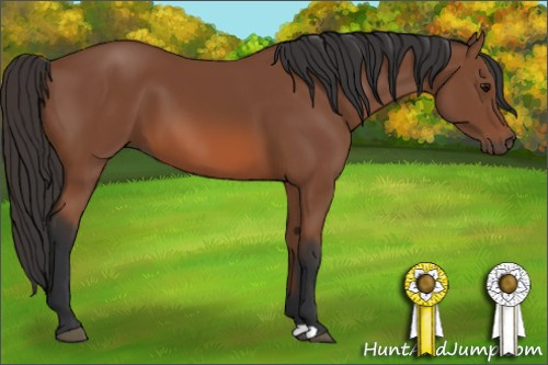 Horse Color: Bay 