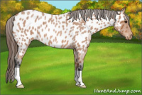 Horse Color:Bay Roan Appaloosa