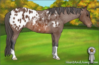 Horse Color:Bay Appaloosa 