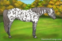 Horse Color:Grullo Appaloosa 