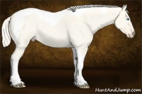 Horse Color:Cremello Dun Tobiano
