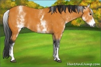 Horse Color:Gray White Spotted Buckskin 