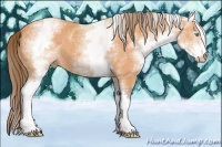 Horse Color:Gray White Spotted Perlino 