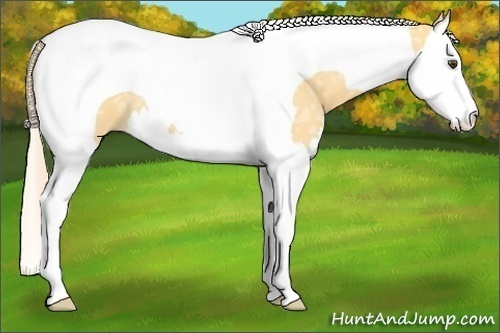 Horse Color:Palomino Ice Dun Splash Tobiano