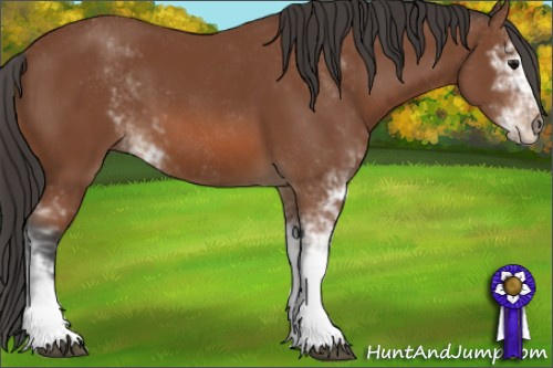 Horse Color: Bay Sabino 
