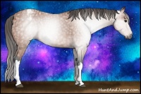 Horse Color:Gray Bay Appaloosa 
