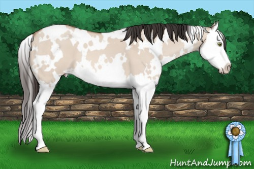 Horse Color: White Spotted Amber Champagne Dun Splash 
