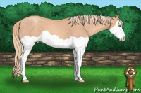 Horse Color:Gold Champagne Splash