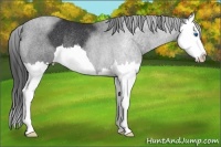 Horse Color:Black Splash Rabicano 