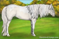 Horse Color:Cremello Dun Tobiano 