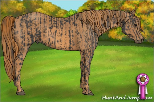 Horse Color: Black  Brindle