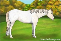 Horse Color:Gold Champagne Roan Dun Splash Tobiano Frame Appaloosa Rabicano 