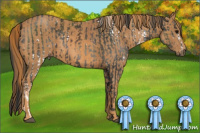 Horse Color:White Spotted Black  Brindle