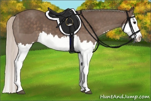 Horse Color:Silver Black Splash