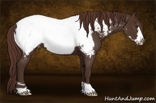 Horse Color:Liver Chestnut Frame Appaloosa
