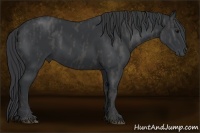 Horse Color:Black  Brindle